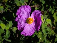 Lila Zistrosenblüte am Wegrand - Gozo
